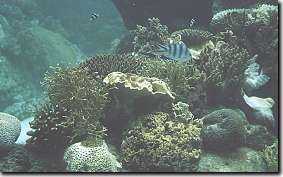 Das Barriere Riff und seine Unterwasserwelt